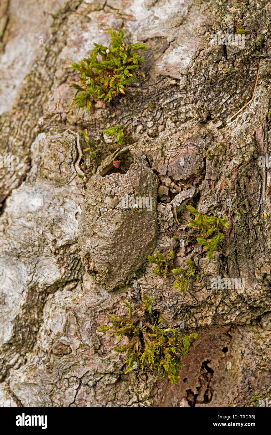 Puss moth (Cerura vinula, Dicranura vinula), vide après l'htach coccon, Allemagne Banque D'Images