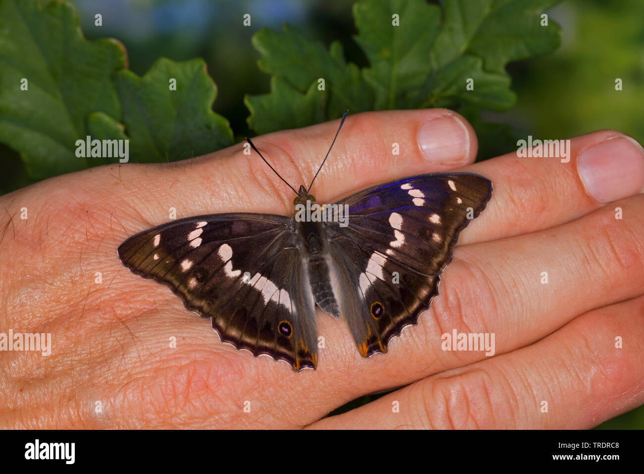 Purple emperor (Apatura iris), homme d'une part, de sucer la sueur sur une main, Allemagne Banque D'Images