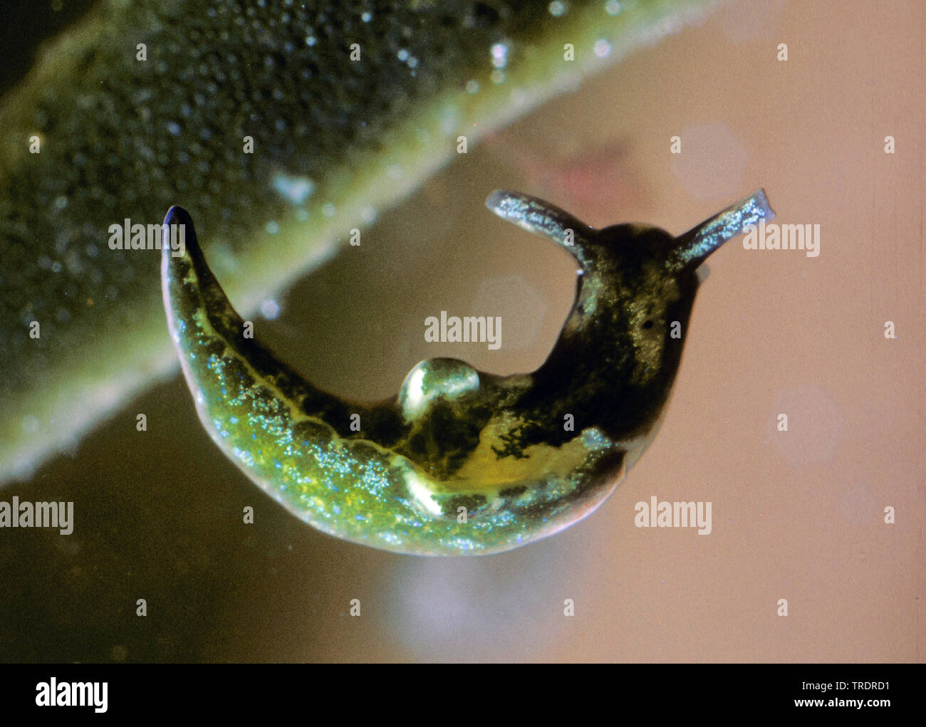 Escargot de velours vert, vert, elysia suceurs de sève (slug Elysia viridis), couleur verte par embeded chloroplastes, Allemagne Banque D'Images