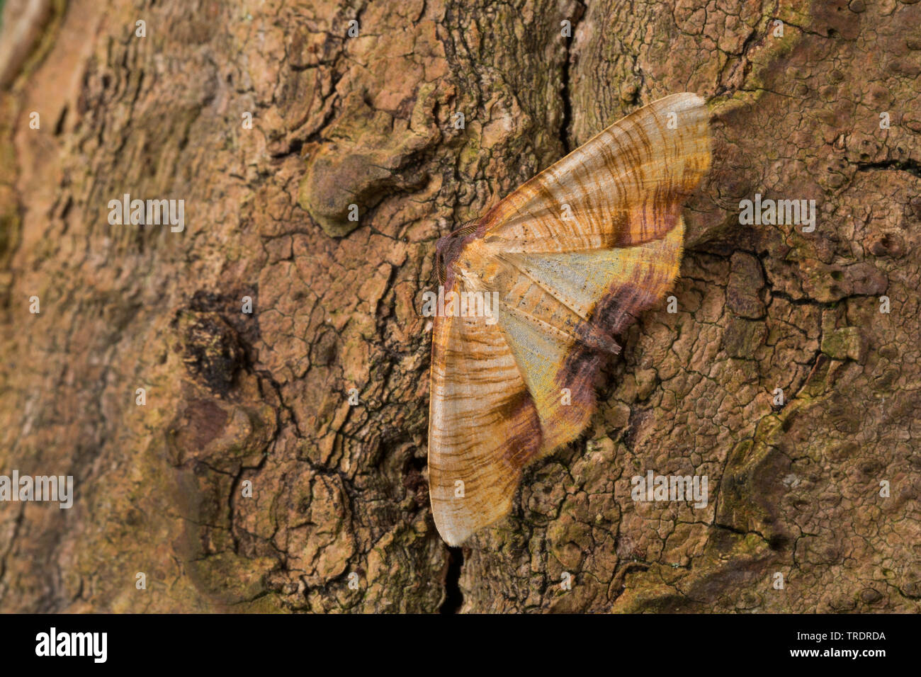 Plagodis dolabraria (aile brûlée), assis à l'écorce, vue de dessus, Allemagne Banque D'Images