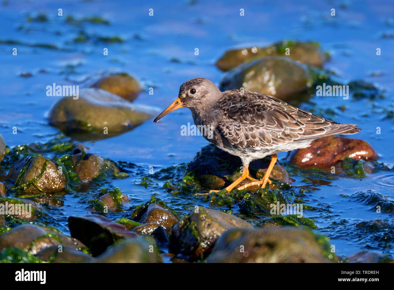 Bécasseau violet (Calidris maritima), de recherche de nourriture au bord de l'eau, vue de côté, l'Islande Banque D'Images