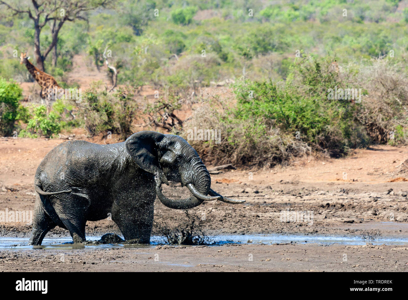 L'éléphant africain (Loxodonta africana), bain de boue, Afrique du Sud, Mpumalanga, Kruger National Park Banque D'Images