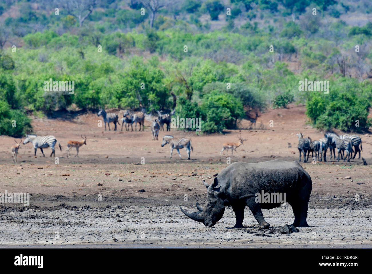 Le rhinocéros noir, accro-lipped rhinoceros, parcourir rhinoceros (Diceros bicornis), à une piscine de boue, Afrique du Sud, Mpumalanga, Kruger National Park Banque D'Images