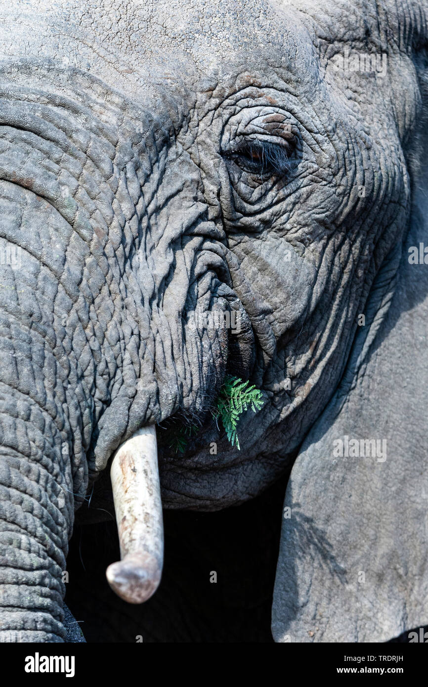 L'éléphant africain (Loxodonta africana), portrait, section, Afrique du Sud, Mpumalanga, Kruger National Park Banque D'Images