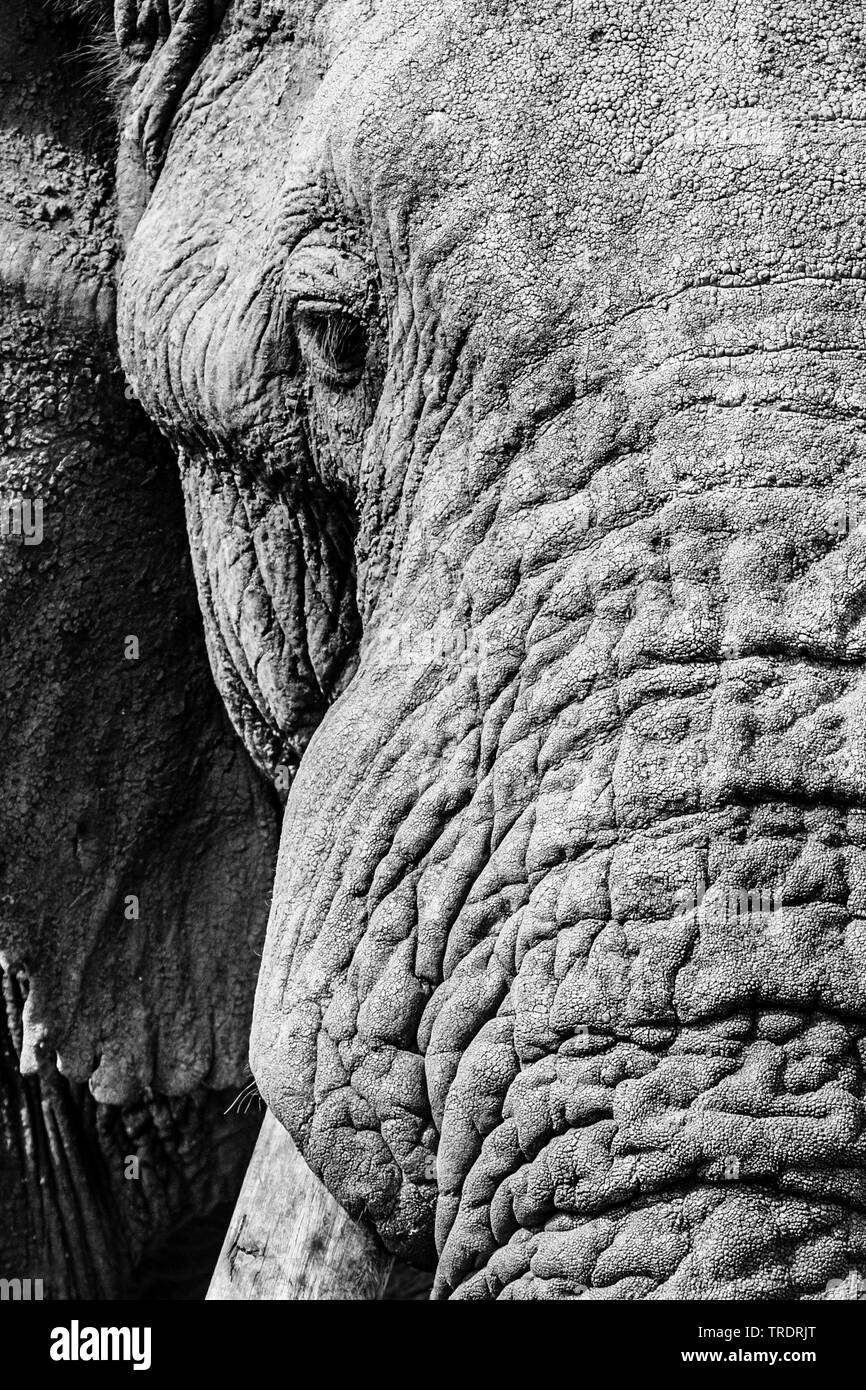 L'éléphant africain (Loxodonta africana), portrait, section, Afrique du Sud, Mpumalanga, Kruger National Park Banque D'Images