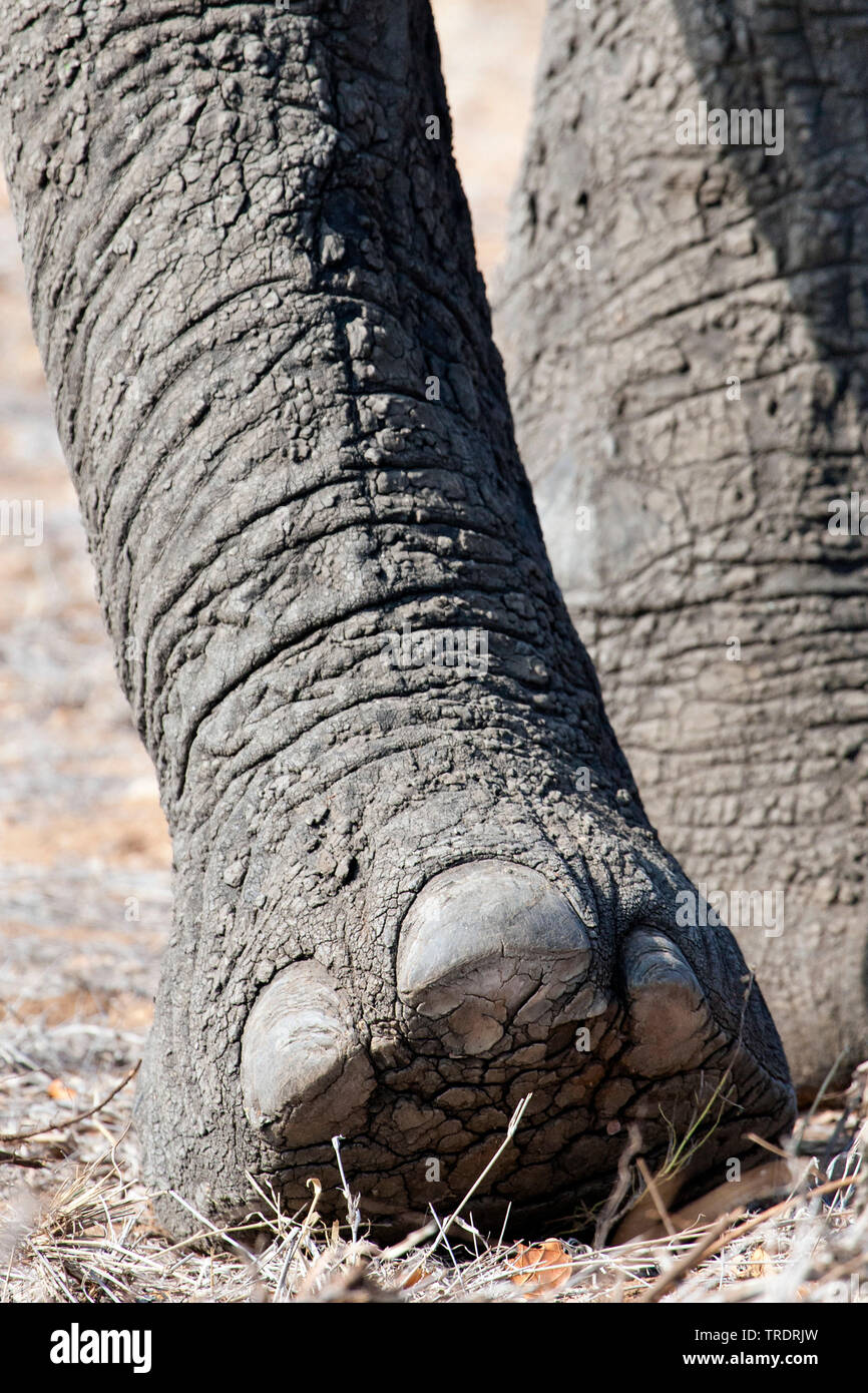 L'éléphant africain (Loxodonta africana), pied d'éléphant, vue rapprochée, Afrique du Sud, Mpumalanga, Kruger National Park Banque D'Images