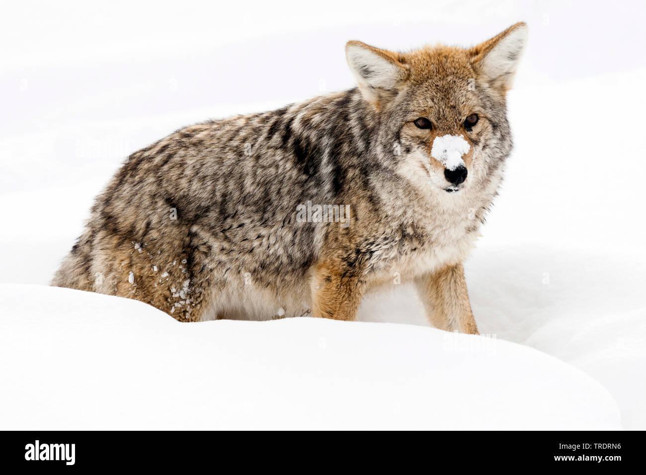 Le coyote (Canis latrans), debout dans la neige, USA, Wyoming, Yellowstone National Park Banque D'Images