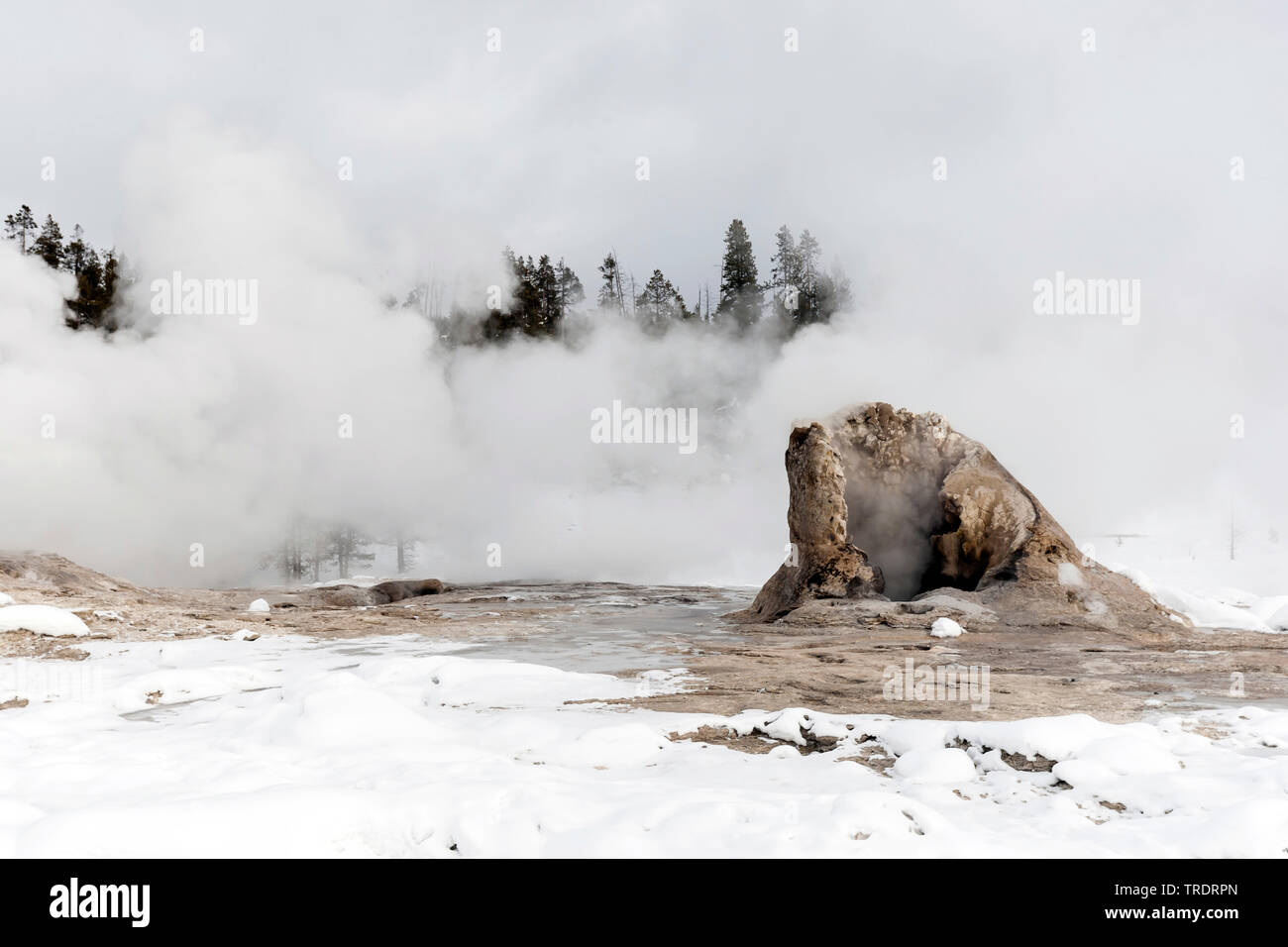 Old Faithful Geyser dans la neige, USA, Wyoming, Yellowstone National Park Banque D'Images