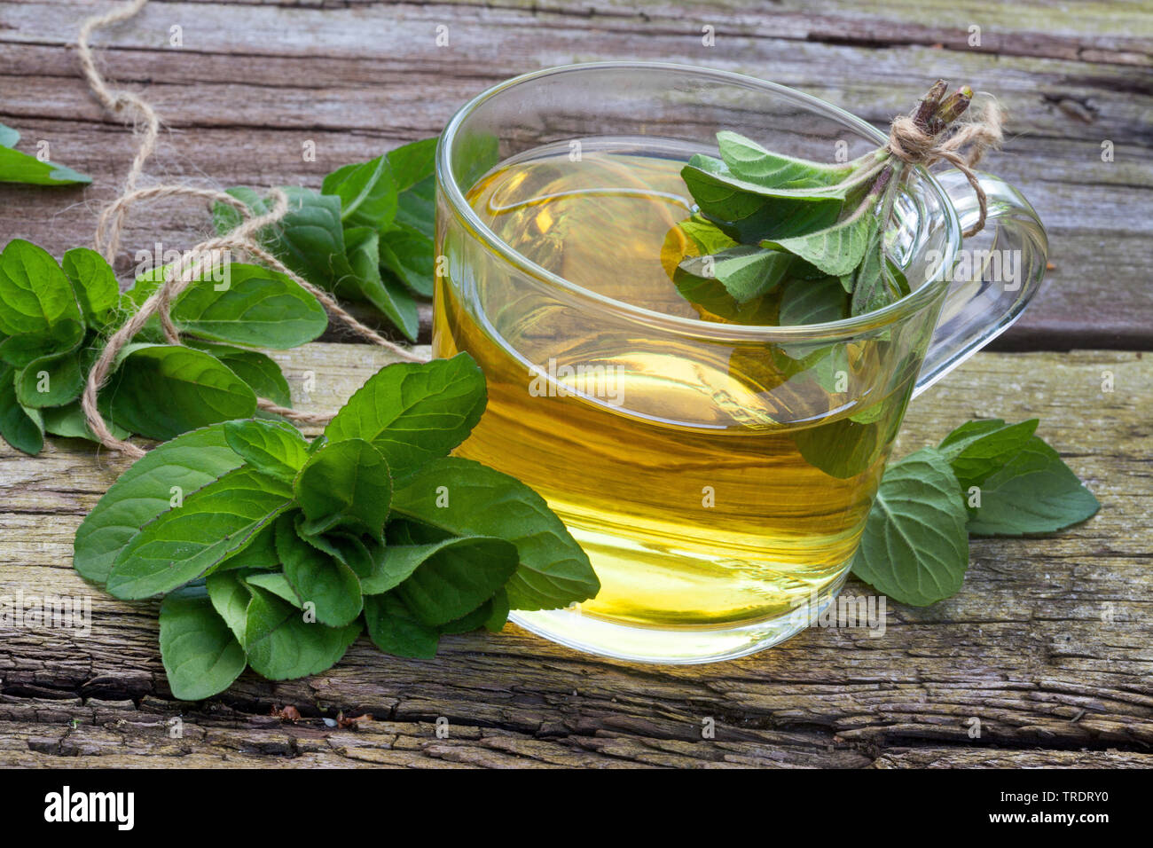 L'eau sauvage, Eau de menthe, menthe (Mentha aquatica menthe Cheval), un plateau composé d'eau de menthe, Allemagne Banque D'Images