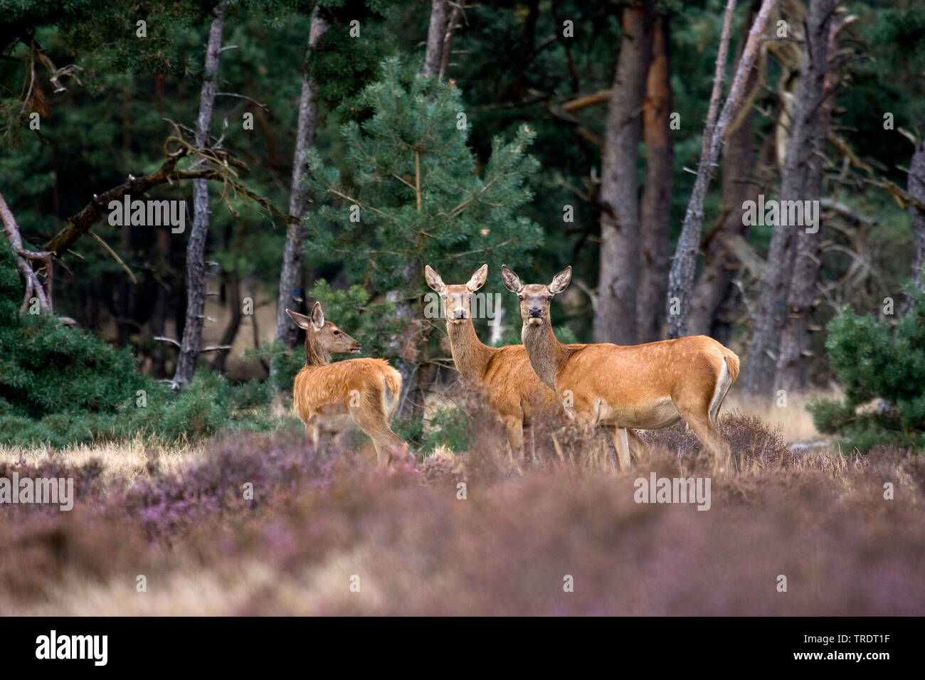 Red Deer (Cervus elaphus), groupe de Hinds en heath, Pays-Bas Banque D'Images