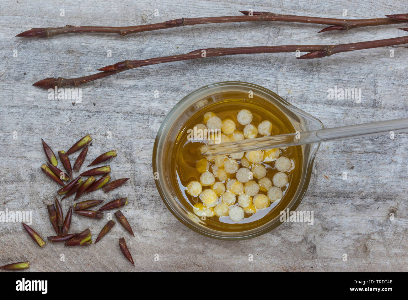 Le peuplier baumier, peuplier baumier de l'Est, tacamahac (Populus balsamifera), faisant d'un peuplier creme : beeswax est ajouté à l'extrait de bourgeons de peuplier Banque D'Images