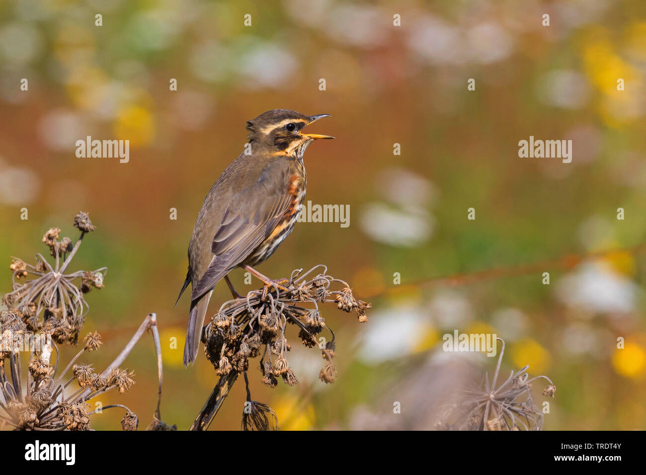 Redwing (Turdus iliacus), mâle chanteur, Islande Banque D'Images