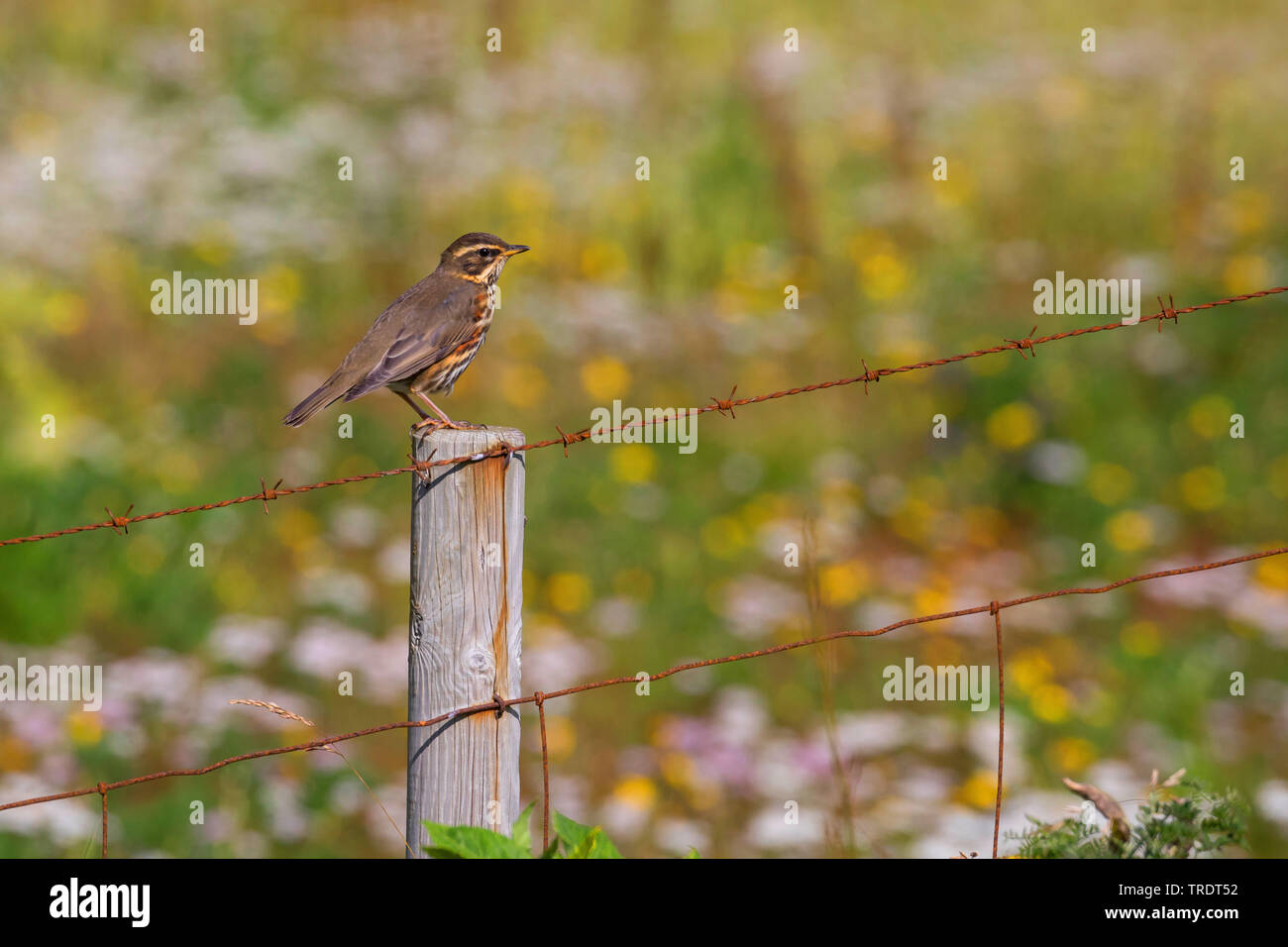 Redwing (Turdus iliacus), assis sur une clôture, l'Islande Banque D'Images