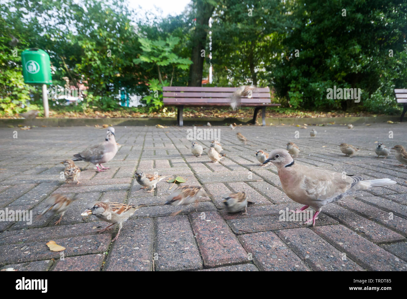 Tête (Streptopelia decaocto), avec des moineaux domestiques en zone urbaine, Allemagne Banque D'Images