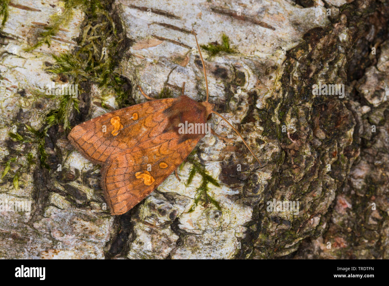 Papillon nocturne de la famille des Noctuidés (Amphipoea spec.), assis sur une écorce de bouleau, vue de dessus, Allemagne Banque D'Images