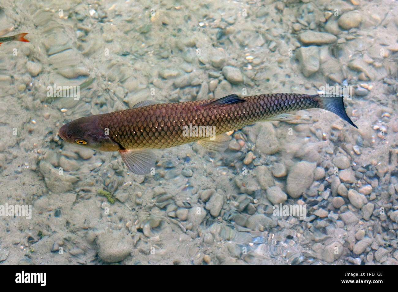 Gravelier (Leuciscus cephalus), Natation en eau peu profonde, vue d'en haut, l'Allemagne, la Bavière Banque D'Images