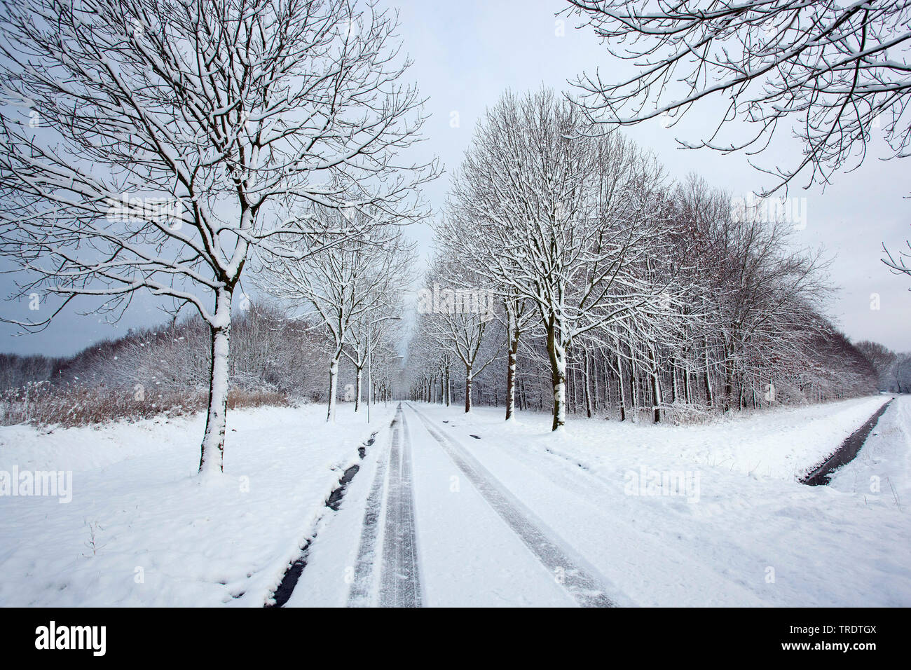 Ruelle enneigée en hiver, Praamweg, Pays-Bas, Flevoland, Oostvaardersplassen Banque D'Images