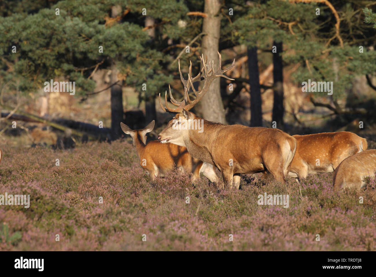 Red Deer (Cervus elaphus), troupeau de chevreuils dans la région de Heath, Pays-Bas Banque D'Images