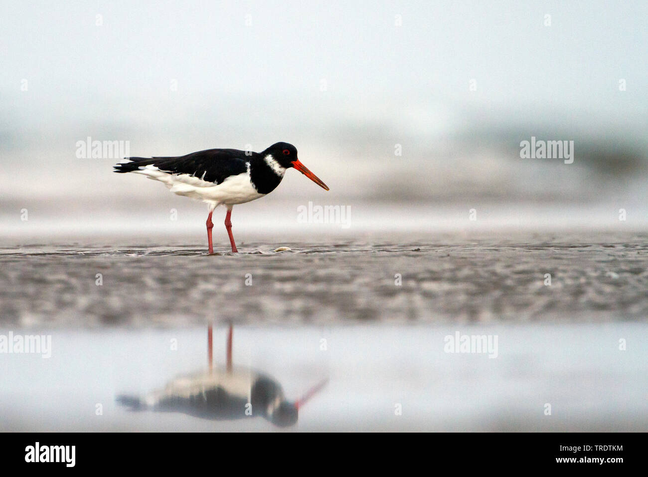 Paléarctique de Sibérie huîtrier pie (Haematopus ostralegus longipes, Haematopus longipes), l'alimentation en eau peu profonde, vue latérale, Oman Banque D'Images