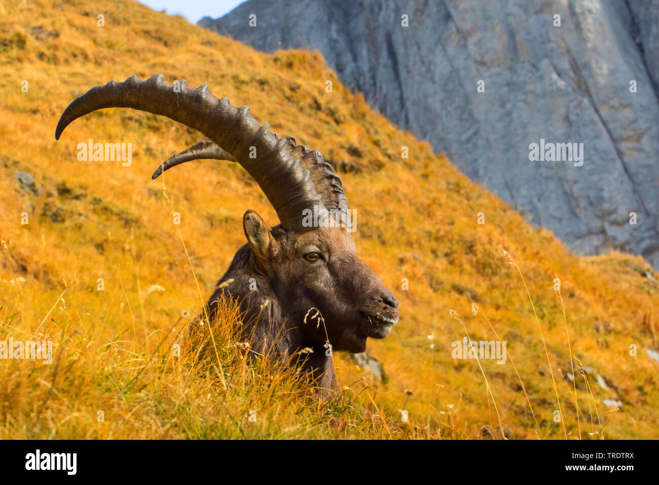 Bouquetin des Alpes (Capra ibex, Capra ibex ibex), au repos dans des prés de montagne d'automne, la Suisse, l'Alpstein Banque D'Images