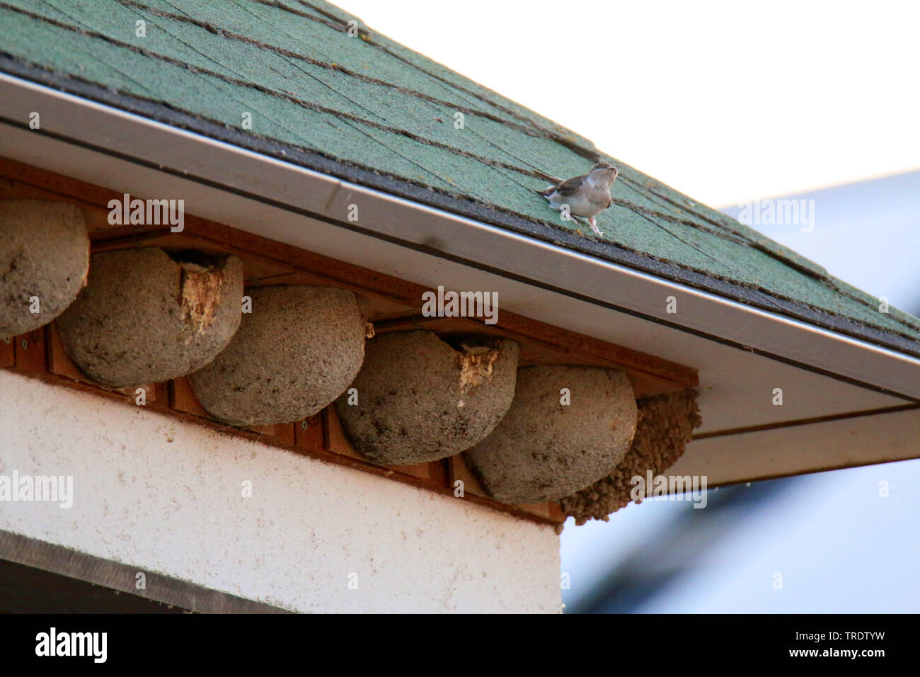 Maison commune (Delichon urbica, Delichon urbicum) nid artificiel, à un toit, Allemagne Banque D'Images