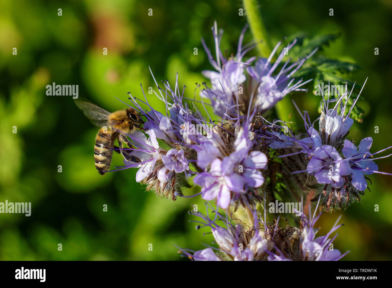 L'alimentation de l'abeille tanaisie, mauvaises herbes-scorpion (Phacelia tanacetifolia), fleurs avec bee, Allemagne, Bavière, Isental Banque D'Images