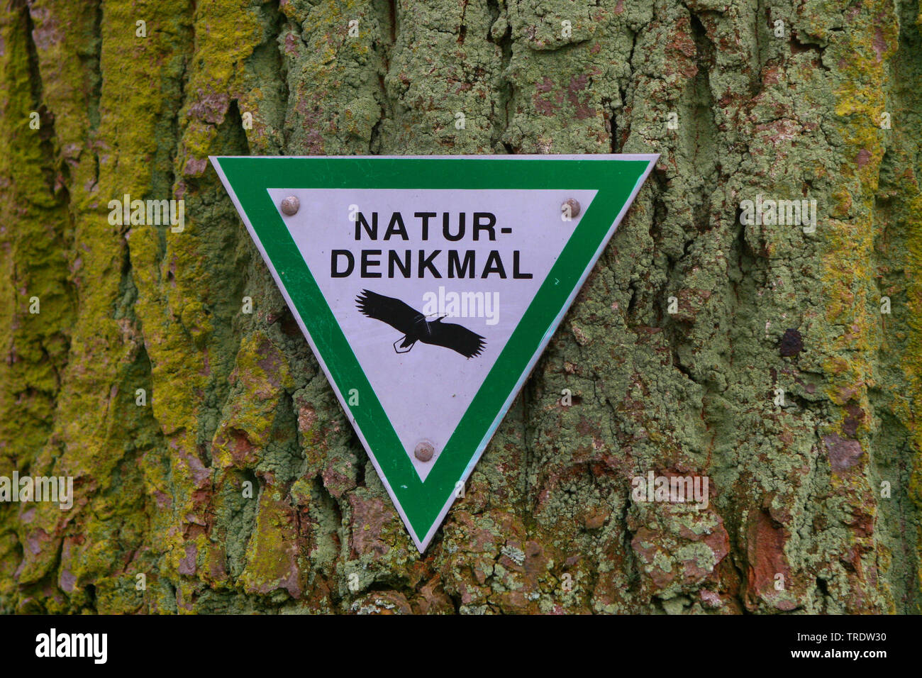 Repère naturel vieil arbre, Naturdenkmal, Allemagne Banque D'Images