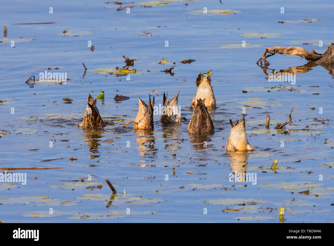 La Sarcelle d'hiver (Anas crecca), troupe de canards entre étang-lillies, Allemagne, Bavière, le lac de Chiemsee Banque D'Images