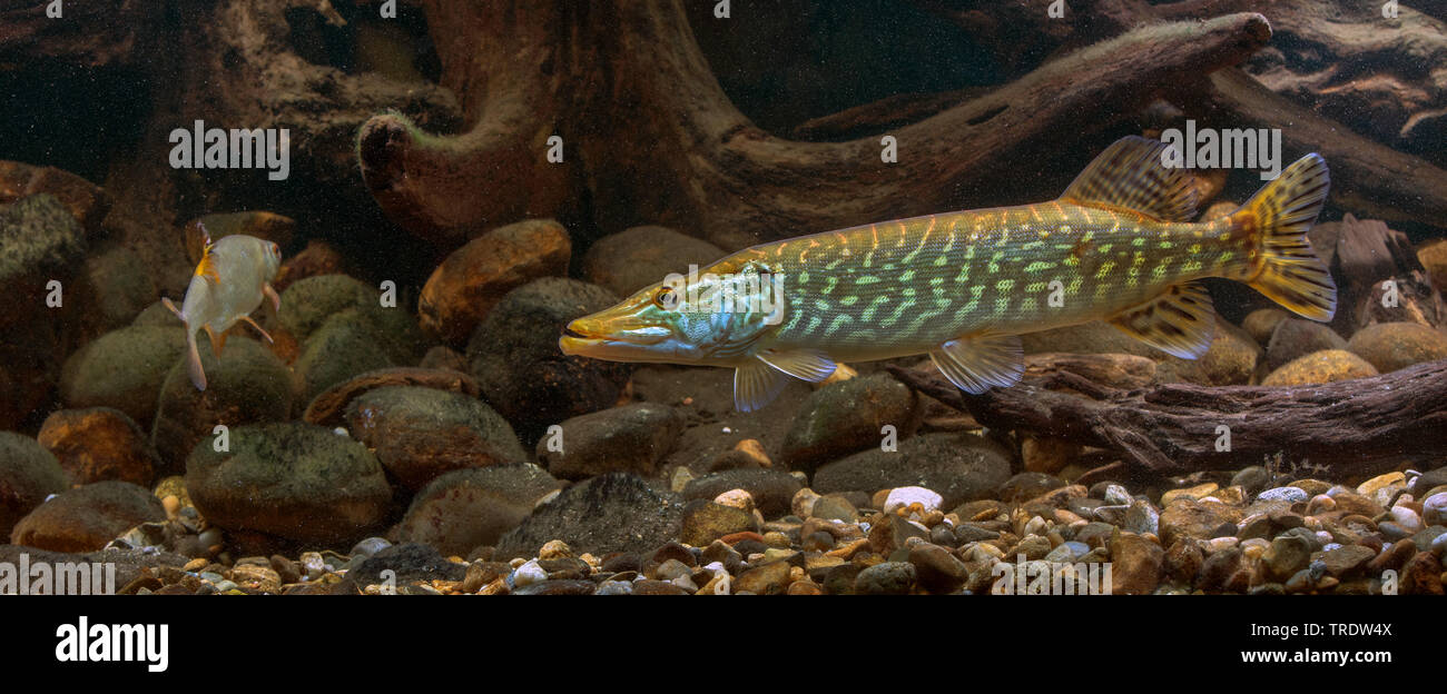 Le brochet, le grand brochet (Esox lucius), la fixation d'un poisson fourrage, side view, Allemagne Banque D'Images
