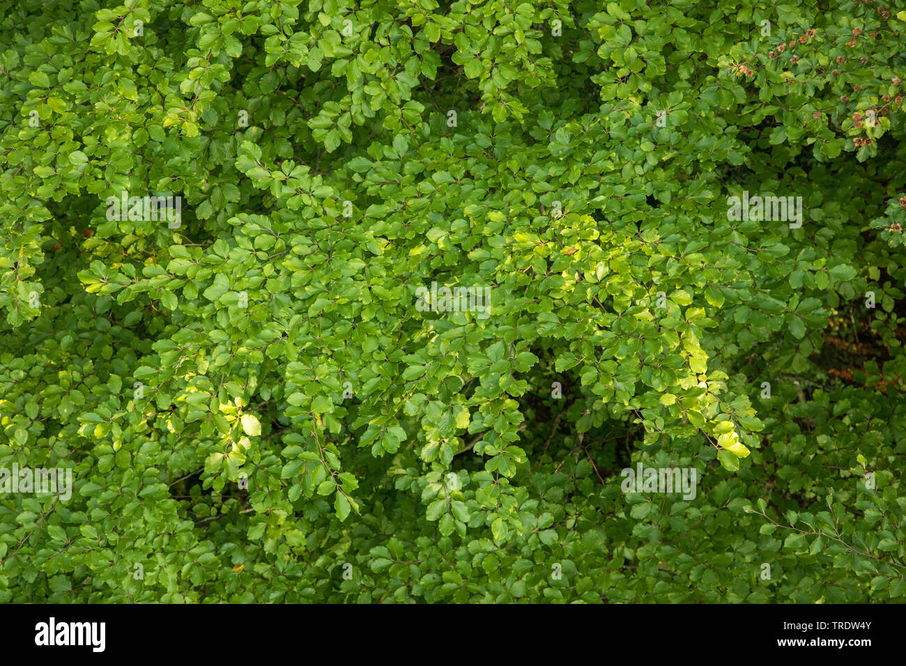 Le hêtre commun (Fagus sylvatica), de branches, de l'Allemagne, la Bavière Banque D'Images