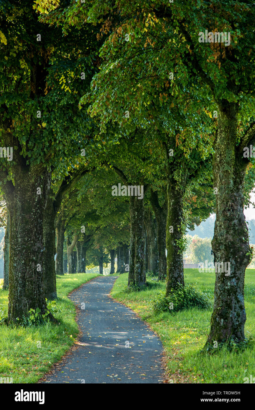 Tilleul à petites feuilles, littleleaf linden, peu de feuilles Tilia cordata (Tilleul), ancienne ruelle de Lomé avec allée, Allemagne, Bavière, Ebersberg Banque D'Images