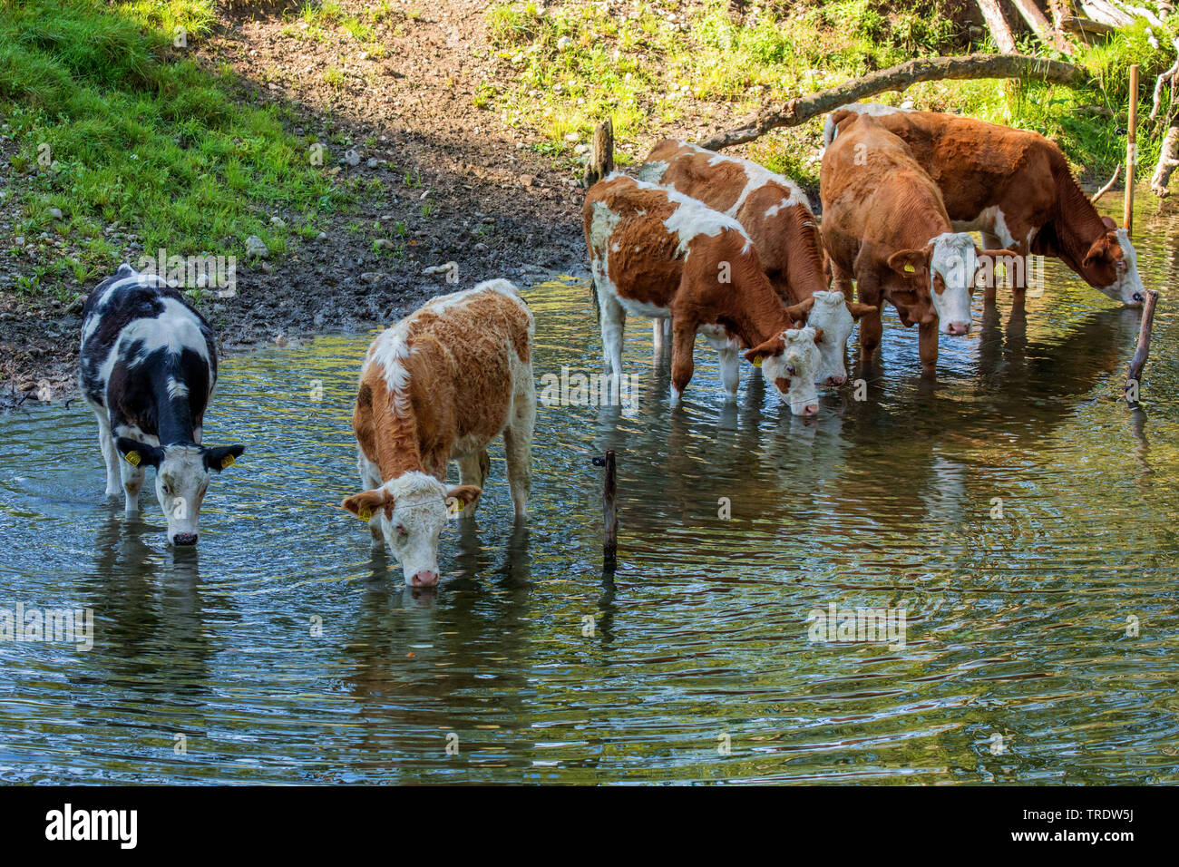 Les bovins domestiques (Bos primigenius f. taurus), cattles debout dans un Creek et de boire, de l'Allemagne, de Bavière, le lac de Chiemsee Banque D'Images