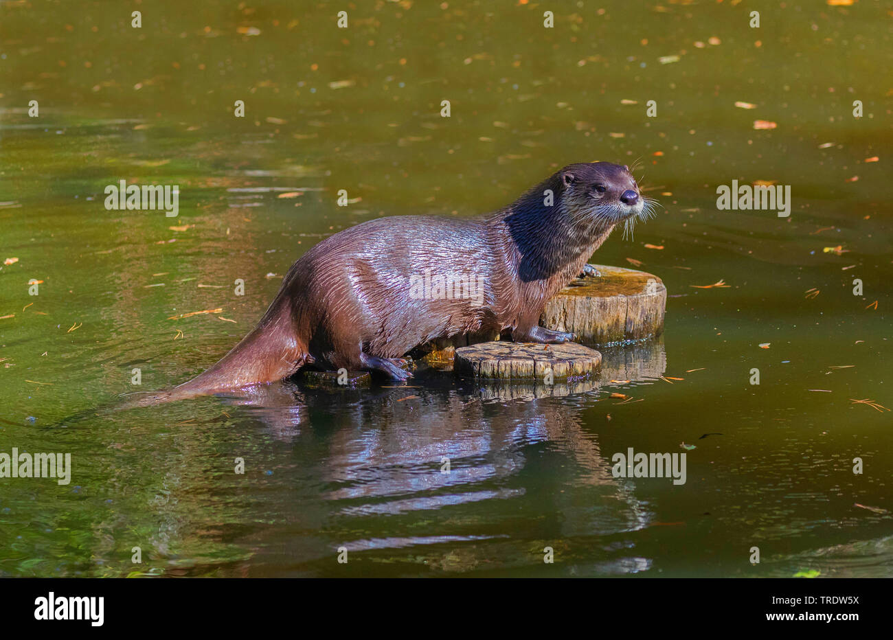 La loutre d'Europe, loutre d'Europe, la loutre (Lutra lutra), assis sur des poteaux dans l'eau, vue latérale, Allemagne Banque D'Images