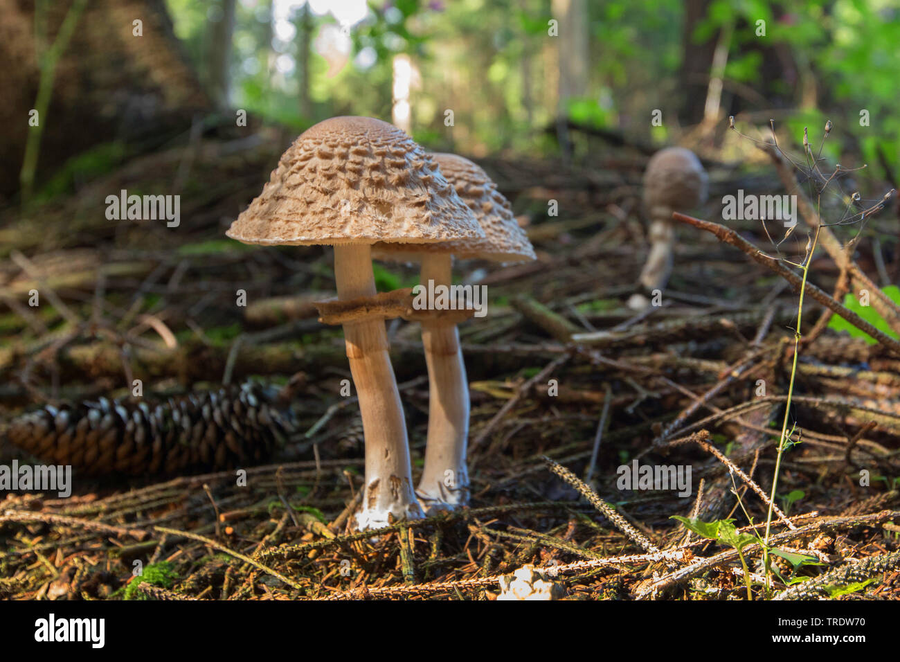 Shaggy parasol (Cardinal rouge / Northern Cardinal Olivieri, Cardinal rouge / Northern Cardinal, rachodes rachodes Macrolepiota), des organes de fructification dans une forêt de sapins, vue de côté, l'Allemagne, la Bavière Banque D'Images