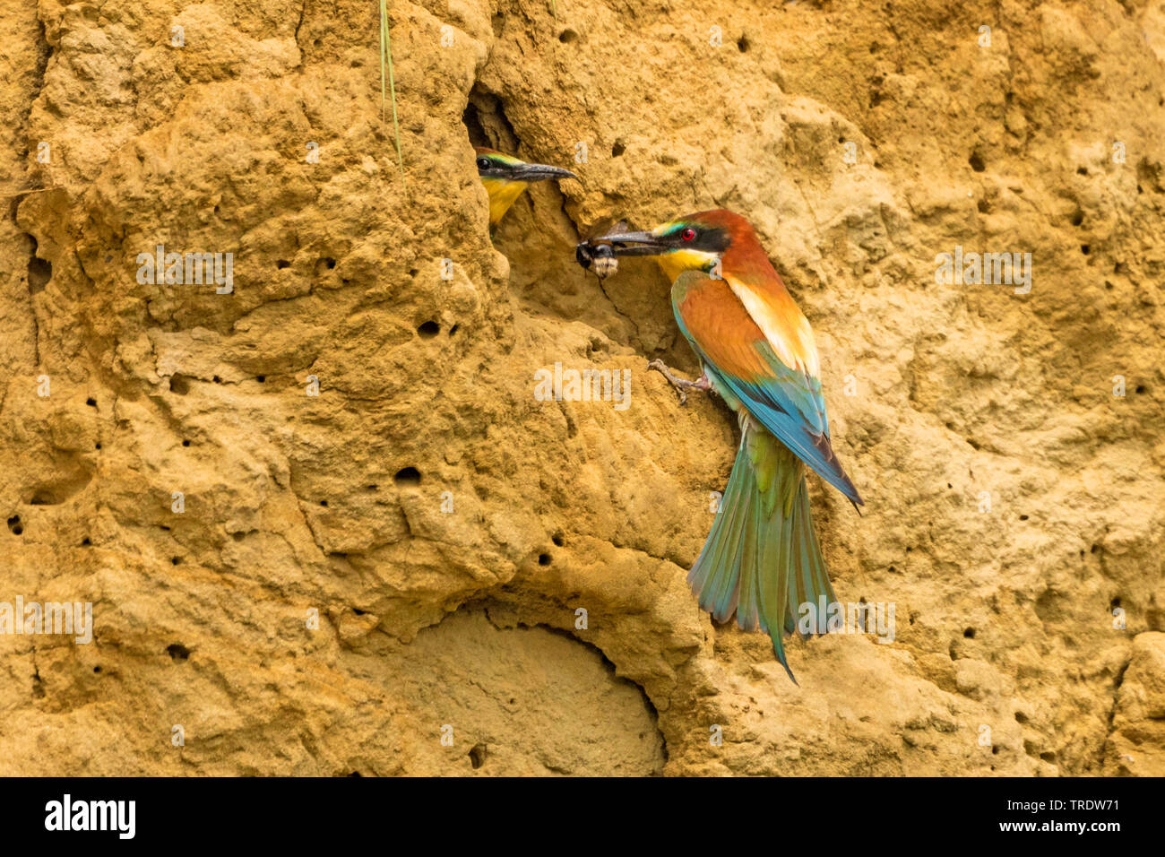 Eater Guêpier d'Europe (Merops apiaster), apportant un bourdon à un jeune oiseau en attente dans un trou d'élevage, l'Allemagne, la Bavière Banque D'Images