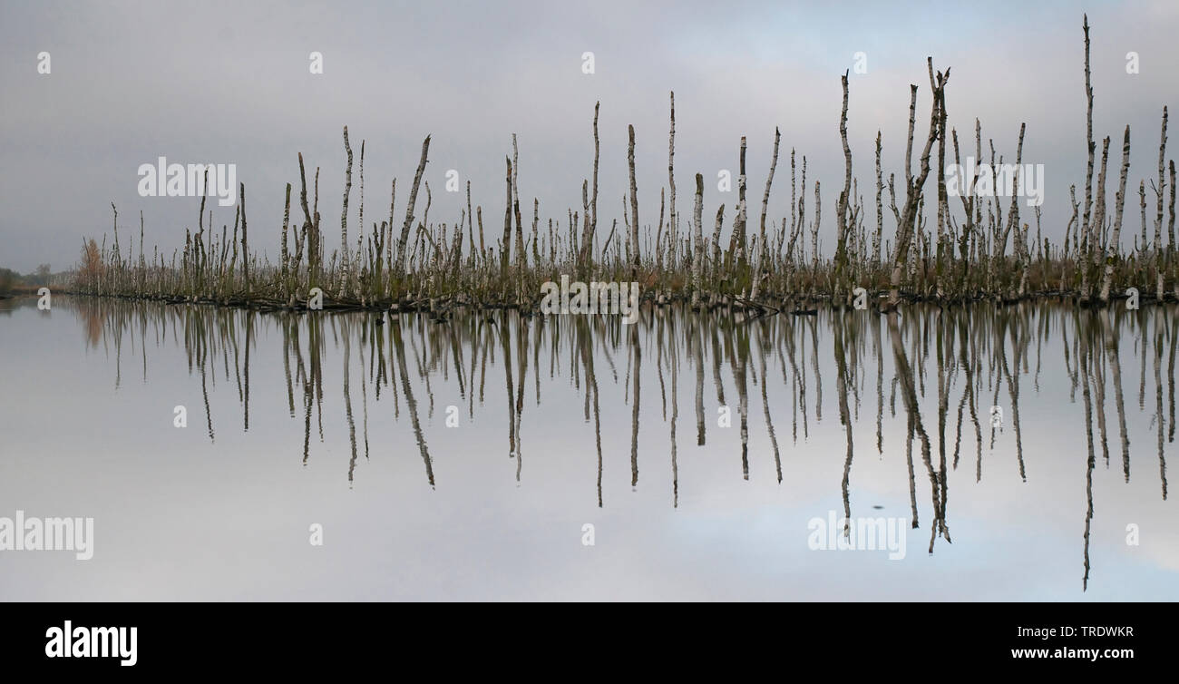 Le bois de bouleau mort en mire, l'Allemagne, l'Rehdener Geestmoor Diepholz, Naturschutzgebiet Banque D'Images