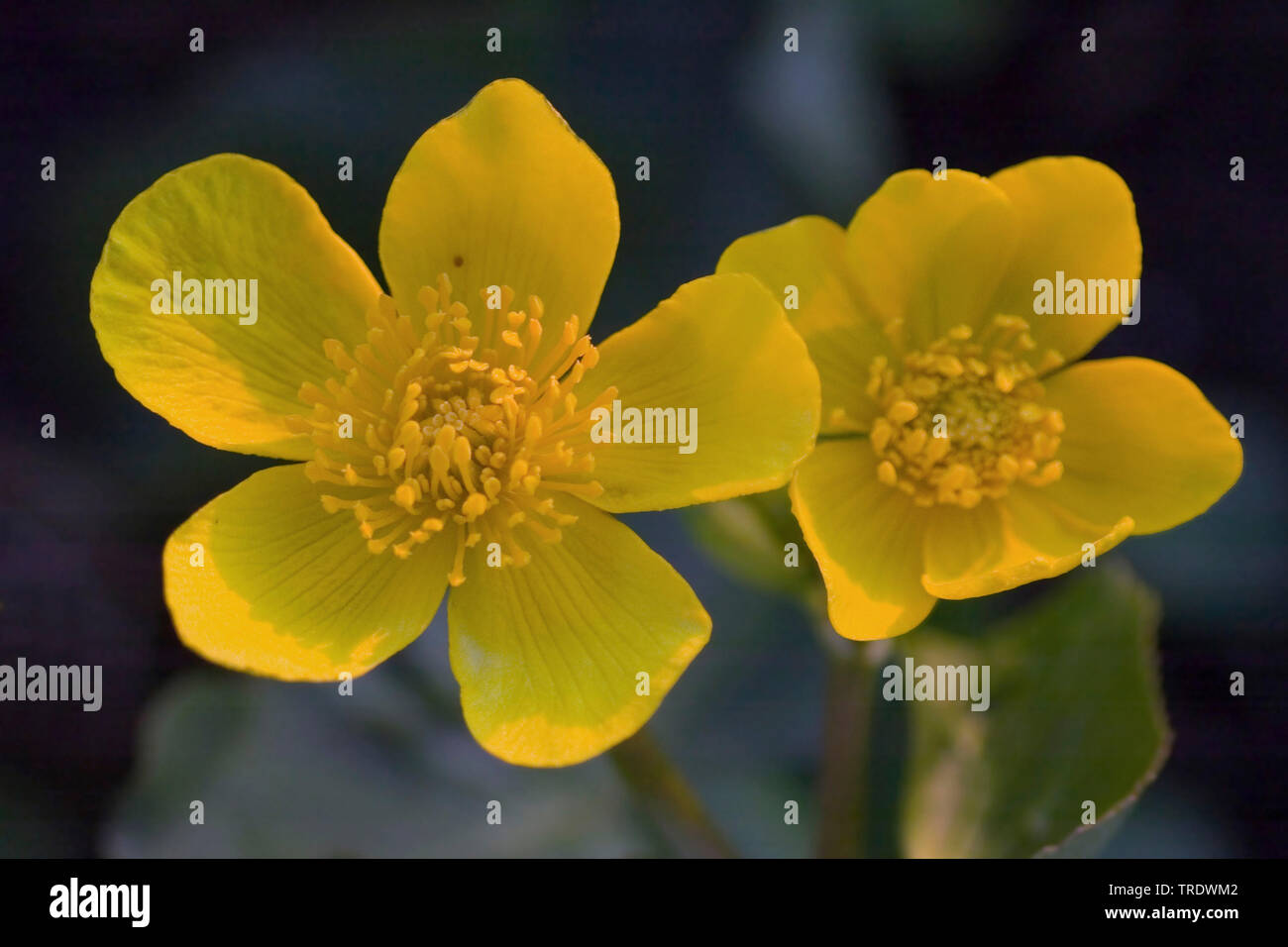 Le populage des marais (Caltha palustris), fleurs, Allemagne Banque D'Images