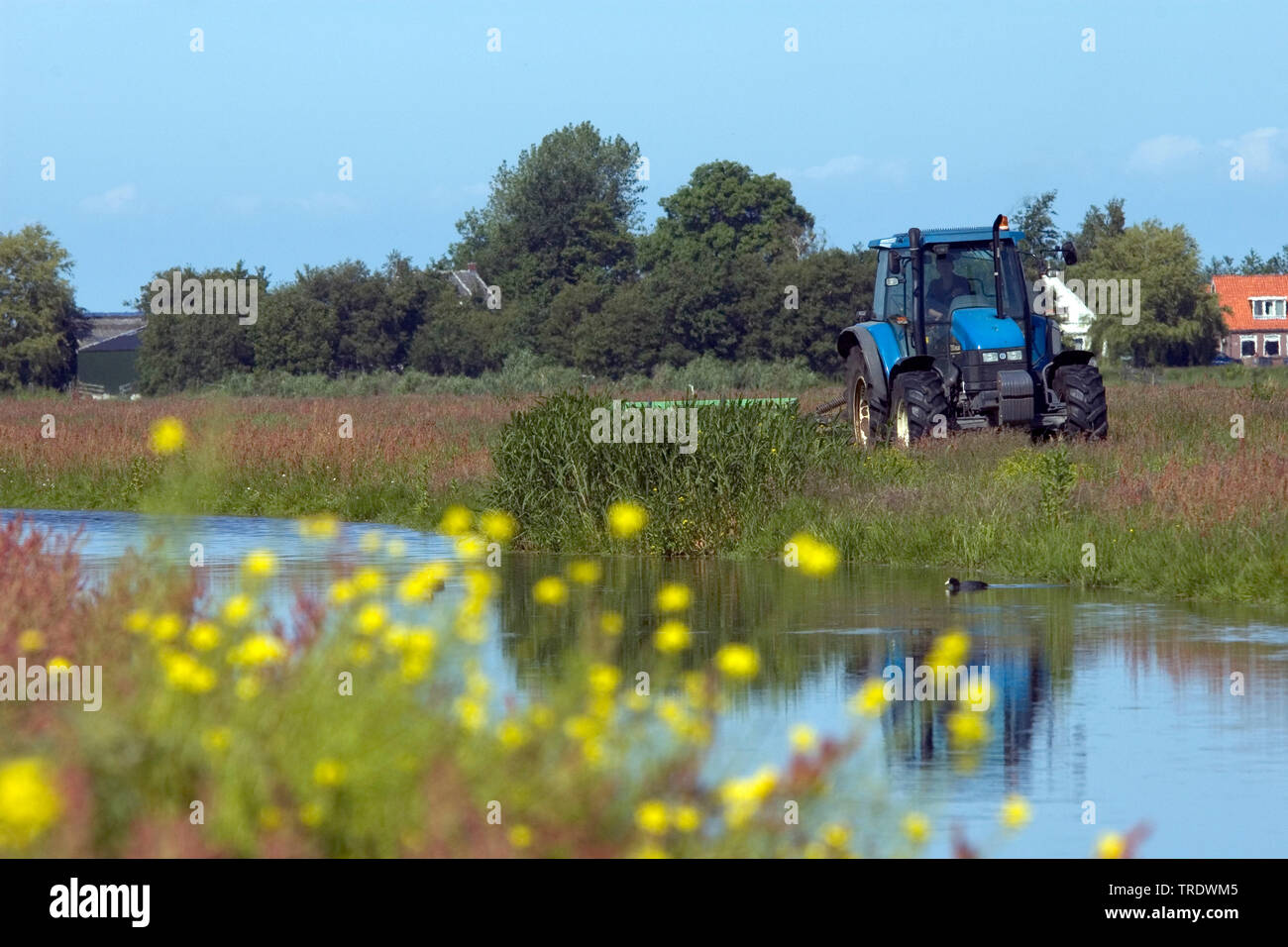 Le fauchage agriculteurs pré, Pays-Bas Banque D'Images