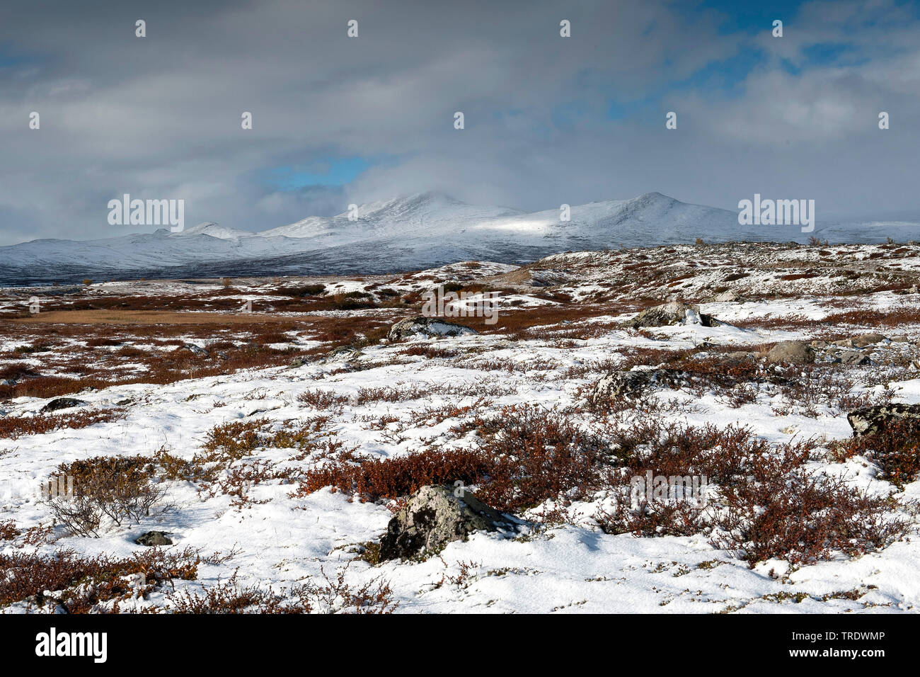 Dovrefjell en hiver, la Norvège, le Parc National de Dovrefjell Sunndalsfjella, Kongsvold Banque D'Images