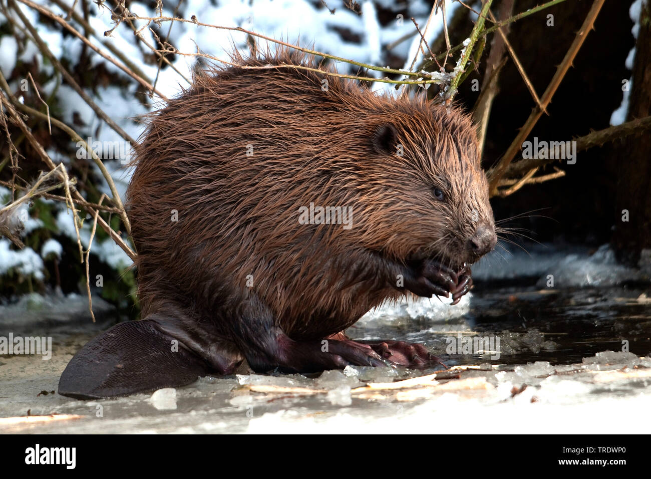 Le castor d'Eurasie, castor européen (Castor fiber), manger en hiver, Pays-Bas Banque D'Images