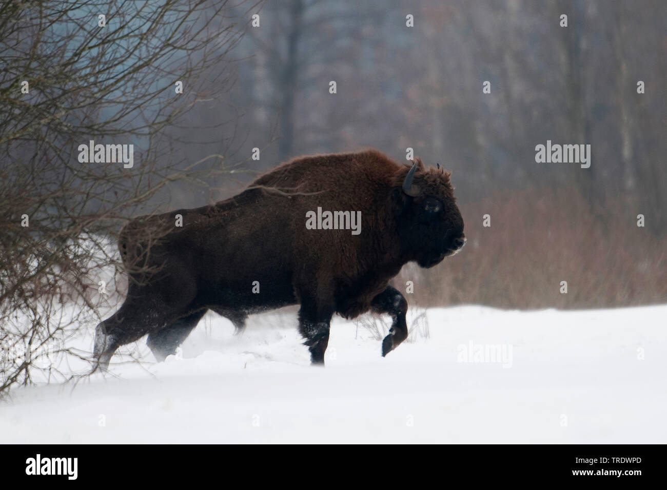 Bison d'Europe, Bison (Bison bonasus), en hiver, de la Pologne, Bialowieza Banque D'Images