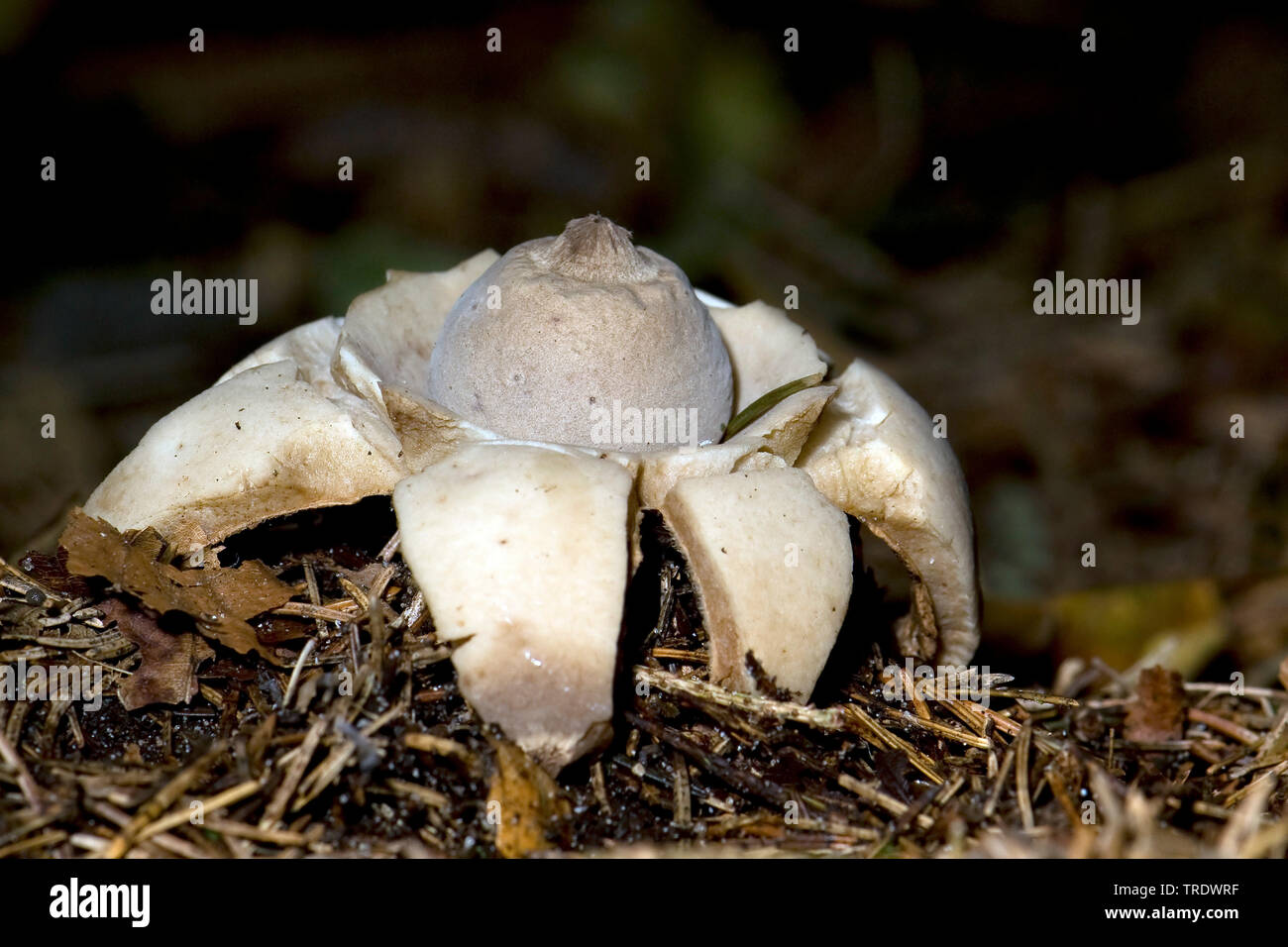 Collier earthstar (Geastrum triplex), Pays-Bas Banque D'Images