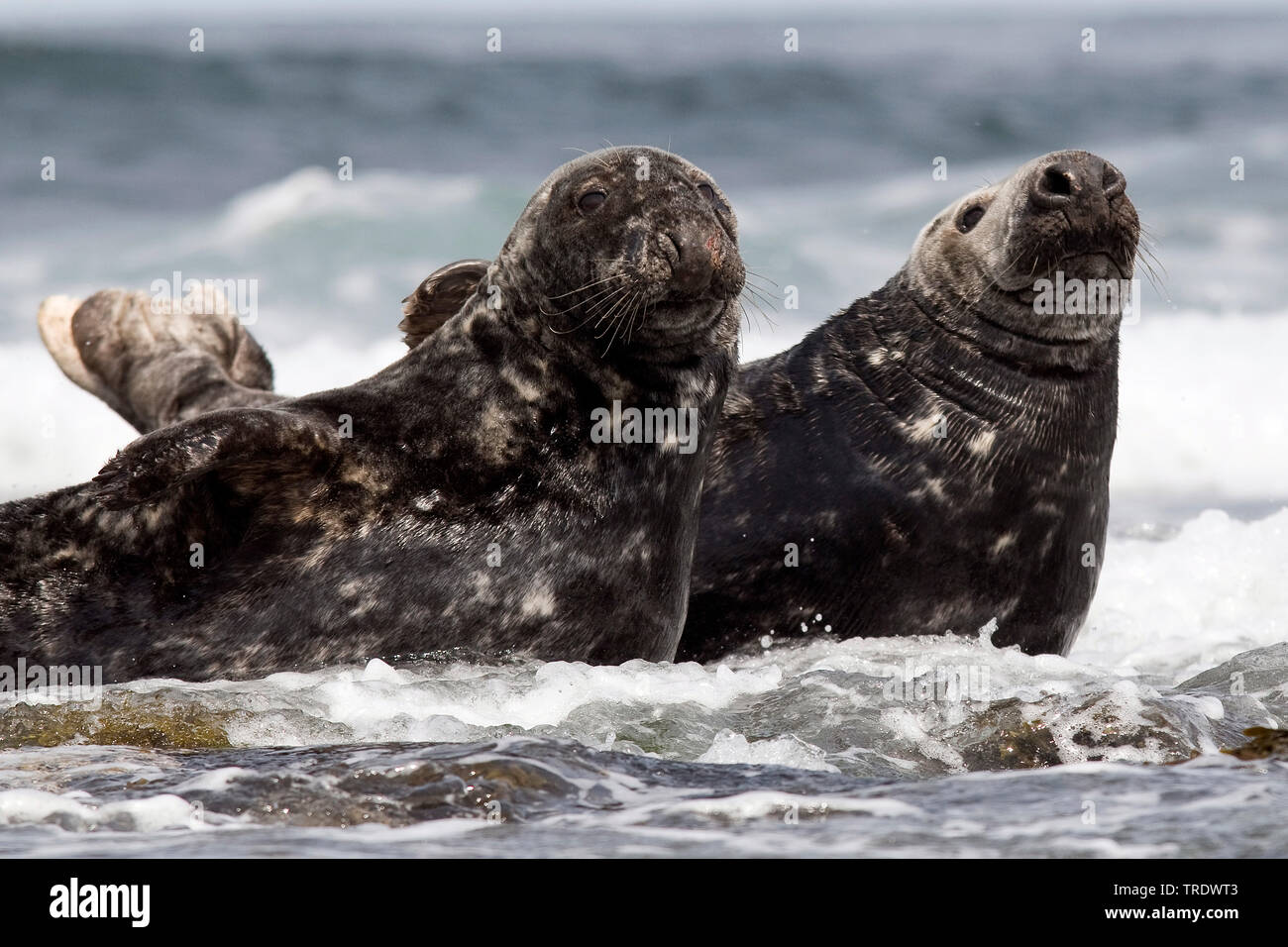 Phoque gris (Halichoerus grypus), sur la côte rocheuse, Pays-Bas Banque D'Images