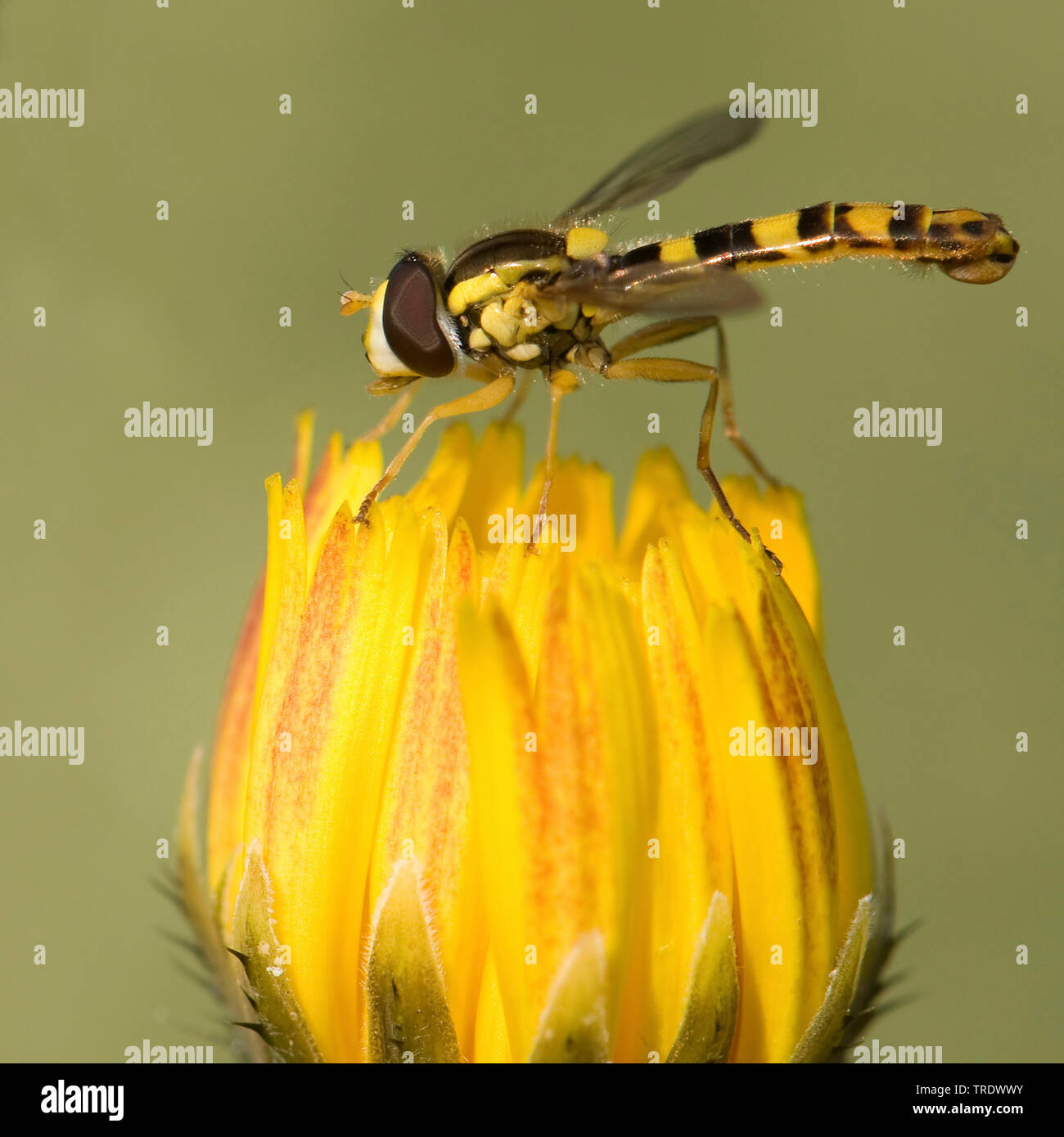 Sur fleur jaune, Pays-Bas Banque D'Images