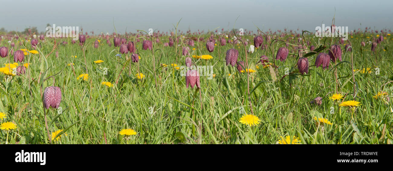 Fritillary commune, tête de serpent fritillaria (Fritillaria meleagris), dans un pré en fleurs, Overijssel, Pays-Bas Banque D'Images