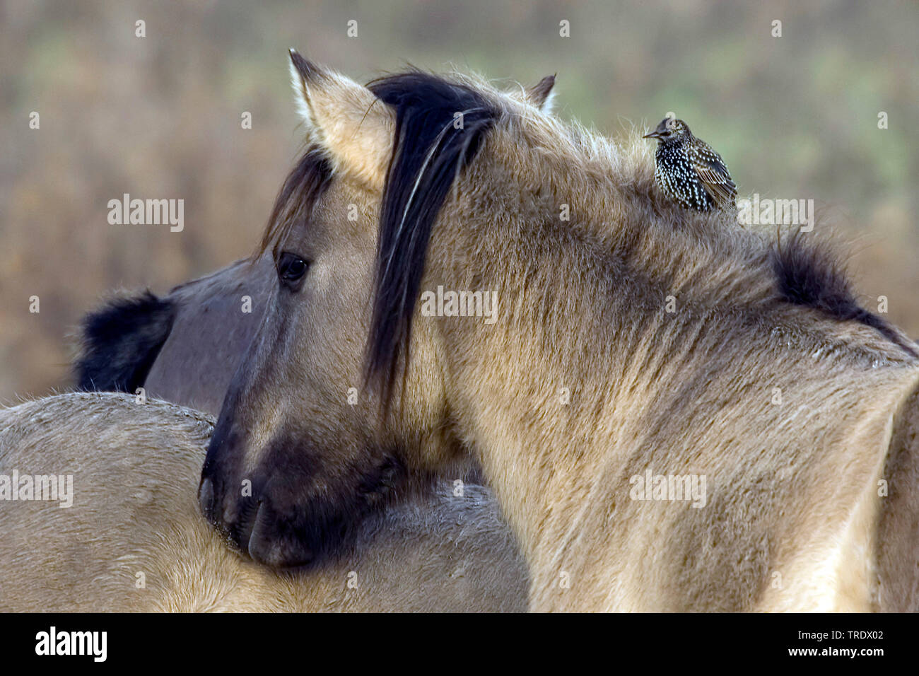 Konik Cheval (Equus przewalskii f. caballus), l'étourneau à dos de cheval, Pays-Bas Banque D'Images