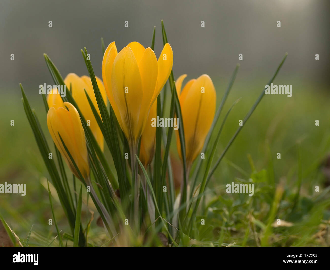 Crocus (Crocus chrysanthus jaune), fleurs, Pays-Bas Banque D'Images