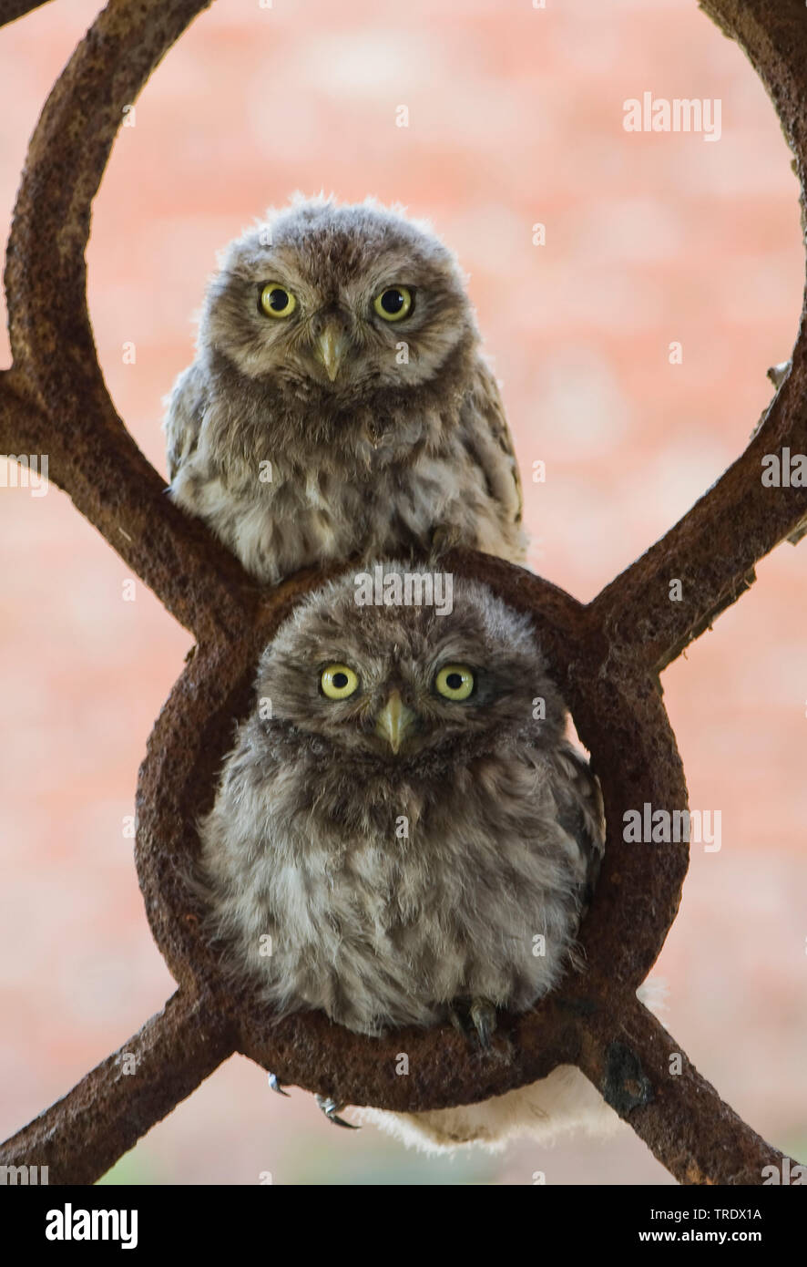 Chouette chevêche (Athene noctua), les jeunes peu hiboux sur une clôture, Overijssel, Pays-Bas Banque D'Images