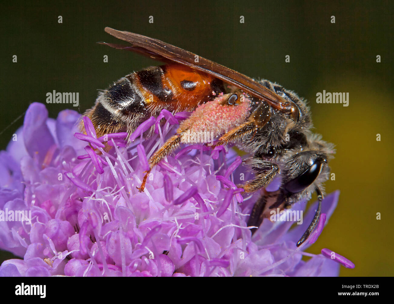 Scabious grande abeille Andrena hattorfiana (exploitation minière), sur scabious, Allemagne Banque D'Images