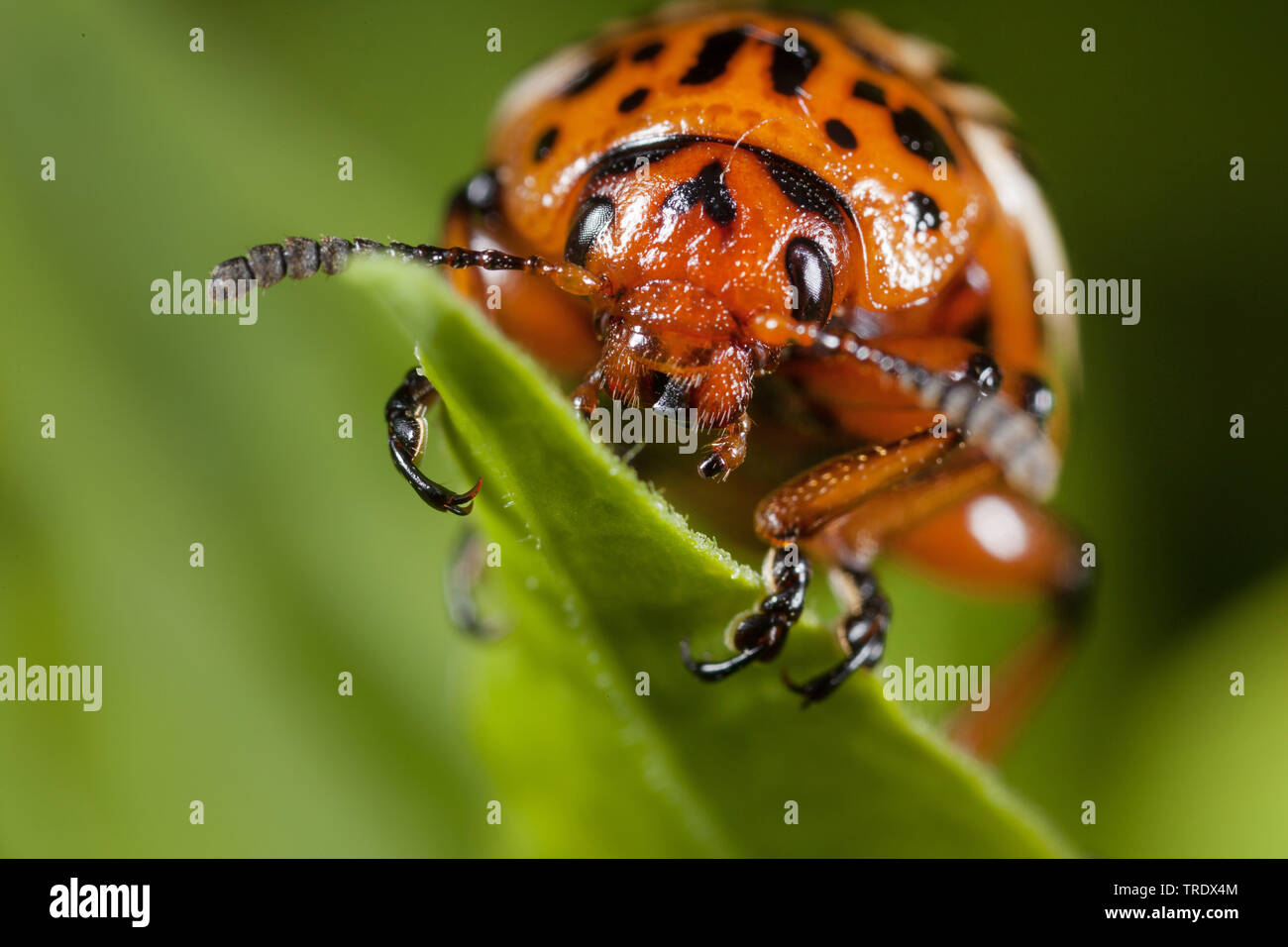 Doryphores, doryphore, pomme de terre (Leptinotarsa decemlineata), portrait, Allemagne Banque D'Images
